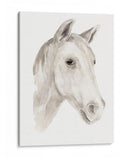 Semental De Marfil I - Jacob Green | Cuadro decorativo de Canvas Lab