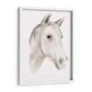 Semental De Marfil I - Jacob Green | Cuadro decorativo de Canvas Lab