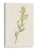 Delicado Amarillo I - Jennifer Goldberger | Cuadro decorativo de Canvas Lab