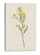 Delicado Amarillo Ii - Jennifer Goldberger | Cuadro decorativo de Canvas Lab