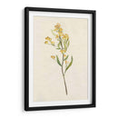 Delicado Amarillo Ii - Jennifer Goldberger | Cuadro decorativo de Canvas Lab