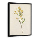 Delicado Amarillo Ii - Jennifer Goldberger | Cuadro decorativo de Canvas Lab