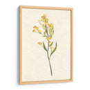 Delicado Amarillo Ii - Jennifer Goldberger | Cuadro decorativo de Canvas Lab