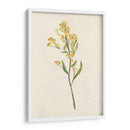 Delicado Amarillo Ii - Jennifer Goldberger | Cuadro decorativo de Canvas Lab