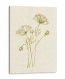 Rubor De Encaje I - Jennifer Goldberger | Cuadro decorativo de Canvas Lab