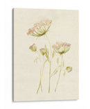 Rubor De Encaje Ii - Jennifer Goldberger | Cuadro decorativo de Canvas Lab