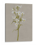 Flores De Campo Blanco I - Jennifer Goldberger | Cuadro decorativo de Canvas Lab