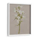Flores De Campo Blanco I - Jennifer Goldberger | Cuadro decorativo de Canvas Lab