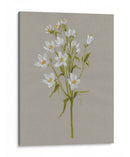 Flores De Campo Blanco Ii - Jennifer Goldberger | Cuadro decorativo de Canvas Lab