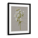 Flores De Campo Blanco Ii - Jennifer Goldberger | Cuadro decorativo de Canvas Lab