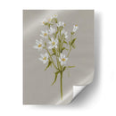 Flores De Campo Blanco Ii - Jennifer Goldberger | Cuadro decorativo de Canvas Lab