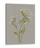 Flores De Campo Blanco Iii - Jennifer Goldberger | Cuadro decorativo de Canvas Lab