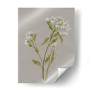 Flores De Campo Blanco Iii - Jennifer Goldberger | Cuadro decorativo de Canvas Lab