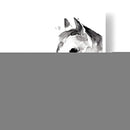 Stallion Blanco Ii - Jennifer Paxton Parker | Cuadro decorativo de Canvas Lab