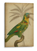 Parrot Y Palm Ii - Vision Studio | Cuadro decorativo de Canvas Lab