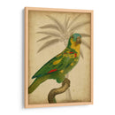 Parrot Y Palm Ii - Vision Studio | Cuadro decorativo de Canvas Lab