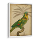 Parrot Y Palm Ii - Vision Studio | Cuadro decorativo de Canvas Lab