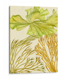 Colección De Algas Vintage I - Melissa Wang | Cuadro decorativo de Canvas Lab