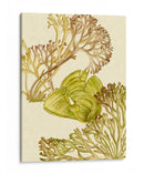 Colección De Algas Vintage Ii - Melissa Wang | Cuadro decorativo de Canvas Lab