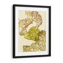 Colección De Algas Vintage Ii - Melissa Wang | Cuadro decorativo de Canvas Lab