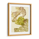 Colección De Algas Vintage Ii - Melissa Wang | Cuadro decorativo de Canvas Lab