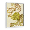 Colección De Algas Vintage Ii - Melissa Wang | Cuadro decorativo de Canvas Lab