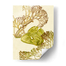 Colección De Algas Vintage Ii - Melissa Wang | Cuadro decorativo de Canvas Lab