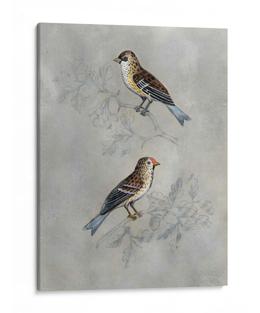 Aviary Plateado Ii - Naomi McCavitt | Cuadro decorativo de Canvas Lab