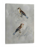 Aviary Plateado Ii - Naomi McCavitt | Cuadro decorativo de Canvas Lab