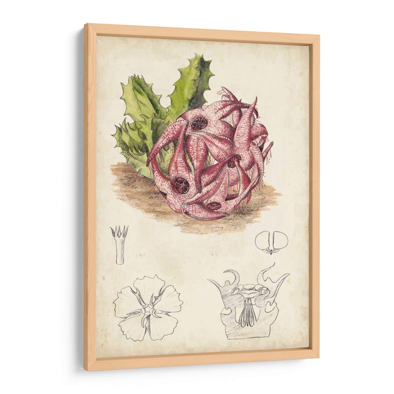 Cactus Antiguo Iii - Curtis | Cuadro decorativo de Canvas Lab