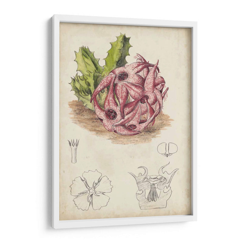 Cactus Antiguo Iii - Curtis | Cuadro decorativo de Canvas Lab