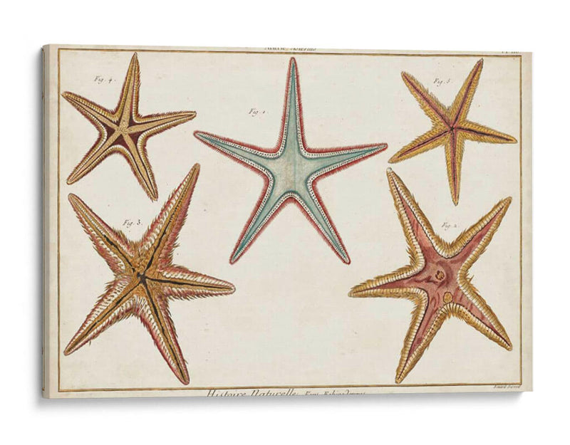 Starfish Naturelle I - Denis Diderot | Cuadro decorativo de Canvas Lab