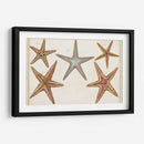 Starfish Naturelle I - Denis Diderot | Cuadro decorativo de Canvas Lab