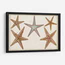 Starfish Naturelle I - Denis Diderot | Cuadro decorativo de Canvas Lab