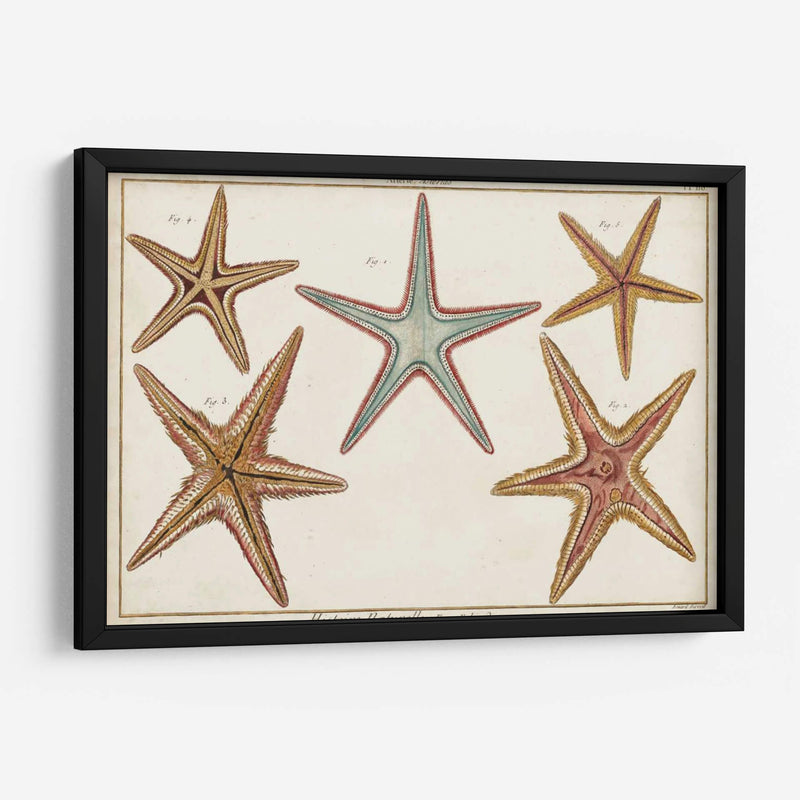 Starfish Naturelle I - Denis Diderot | Cuadro decorativo de Canvas Lab