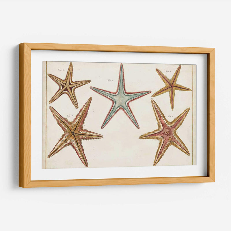 Starfish Naturelle I - Denis Diderot | Cuadro decorativo de Canvas Lab