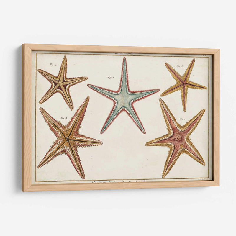 Starfish Naturelle I - Denis Diderot | Cuadro decorativo de Canvas Lab