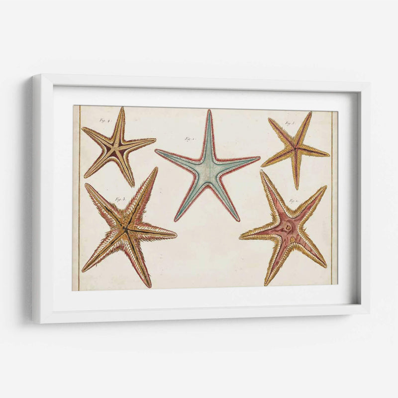 Starfish Naturelle I - Denis Diderot | Cuadro decorativo de Canvas Lab
