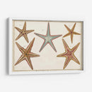Starfish Naturelle I - Denis Diderot | Cuadro decorativo de Canvas Lab