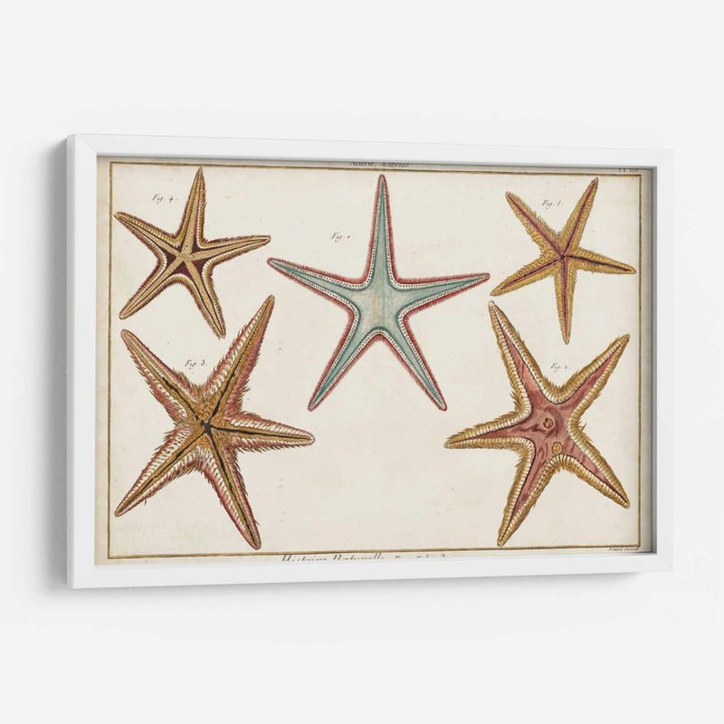 Starfish Naturelle I - Denis Diderot | Cuadro decorativo de Canvas Lab