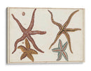 Starfish Naturelle Iii - Denis Diderot | Cuadro decorativo de Canvas Lab