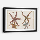 Starfish Naturelle Iii - Denis Diderot | Cuadro decorativo de Canvas Lab