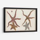 Starfish Naturelle Iii - Denis Diderot | Cuadro decorativo de Canvas Lab