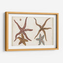 Starfish Naturelle Iii - Denis Diderot | Cuadro decorativo de Canvas Lab