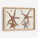 Starfish Naturelle Iii - Denis Diderot | Cuadro decorativo de Canvas Lab