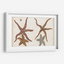 Starfish Naturelle Iii - Denis Diderot | Cuadro decorativo de Canvas Lab