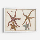 Starfish Naturelle Iii - Denis Diderot | Cuadro decorativo de Canvas Lab