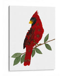 Cardinal - Designs by Andrea | Cuadro decorativo de Canvas Lab
