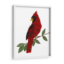 Cardinal - Designs by Andrea | Cuadro decorativo de Canvas Lab