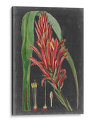 Tropicales Dramáticos Ii - Vision Studio | Cuadro decorativo de Canvas Lab